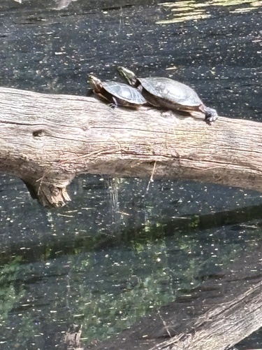 Painted Turtle