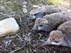 Vanellus chilensis