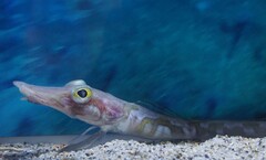 Mawson's Dragonfish photo 1