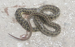Lygophis anomalus