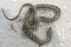 Lygophis anomalus