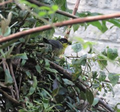 Atlapetes pallidinucha