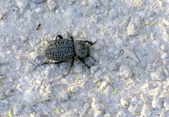 Scotobius pilularius