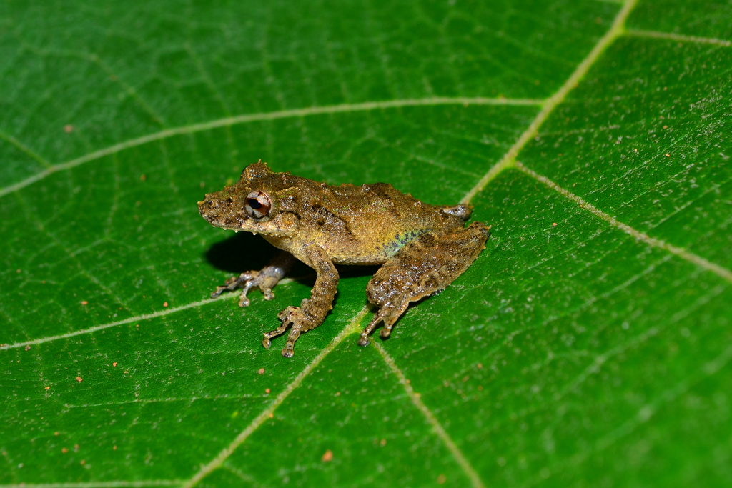 Palmeiras Snouted Tree Frog