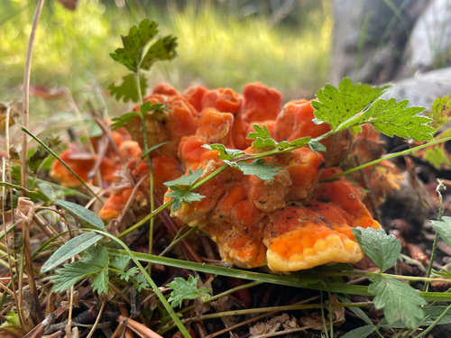 iNaturalist observation photo of Conifer Chicken of the Woods