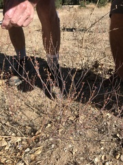 Eriogonum gracile gracile