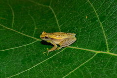 Dendropsophus cruzi