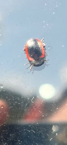 Chrysolina mactata