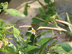 Jamides bochus formosanus