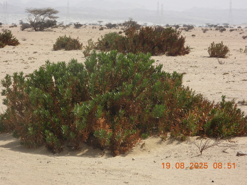 Rhazya stricta