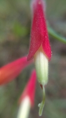 Castilleja tenuifolia