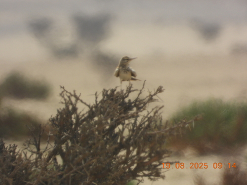 Greater Hoopoe-Lark