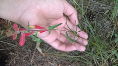 Castilleja tenuifolia