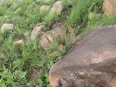 Indigofera foliosa