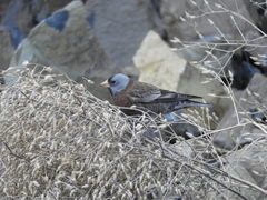 Leucosticte tephrocotis littoralis