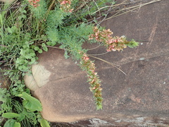 Indigofera foliosa