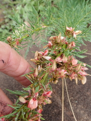 Indigofera foliosa