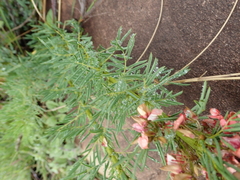 Indigofera foliosa