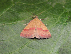 Phytometra viridaria