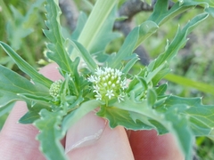 Acicarpha tribuloides