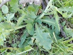 Acicarpha tribuloides