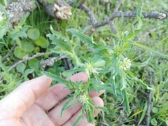 Acicarpha tribuloides