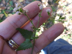 Fleischmannia incarnata