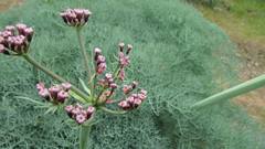Lomatium columbianum