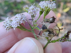 Fleischmannia incarnata