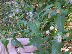 Fleischmannia incarnata