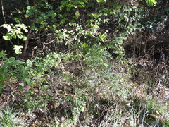 Fleischmannia incarnata