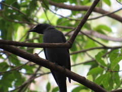 Edolisoma tenuirostre