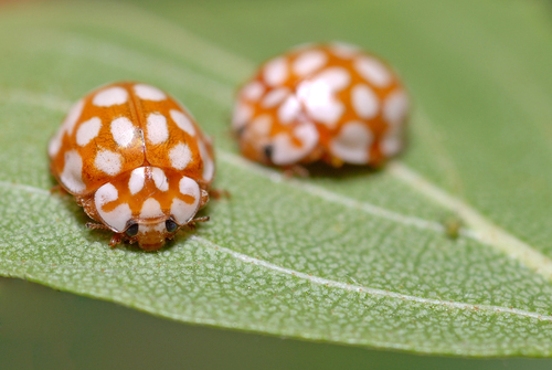 Coccinelle à vingt points