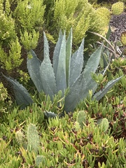 Agave americana - Calflora