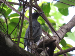 Edolisoma tenuirostre