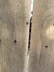 Coleomegilla maculata lengi