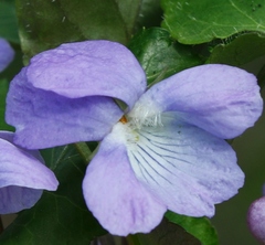 Viola sacchalinensis