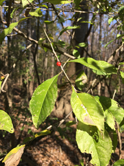 Ilex laevigata