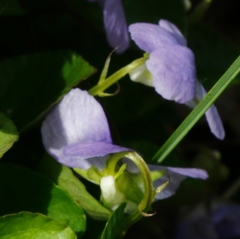 Viola sacchalinensis