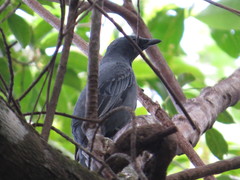 Edolisoma tenuirostre