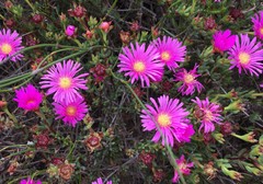 Lampranthus pauciflorus