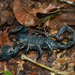 Largeclaw Scorpions - Photo (c) Ehoarn Bidault, some rights reserved (CC BY-NC), uploaded by Ehoarn Bidault