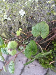 Glechoma hederacea