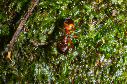 索隆弓背蚁Camponotus solon