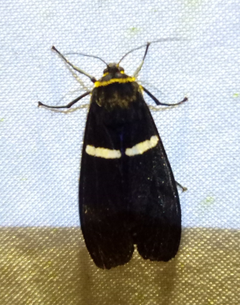 Spilosoma sinnemorum