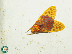 Scaptius submarginalis