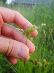 Carex scoparia image