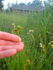 Carex scoparia image