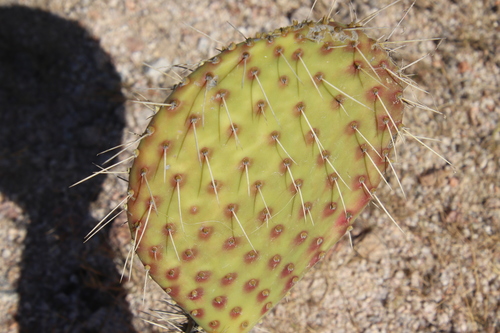 Image of Opuntia comonduensis by (c) Millie Basden, some rights reserved (CC BY)