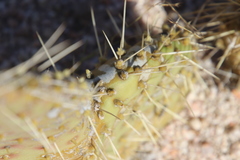 Opuntia comonduensis